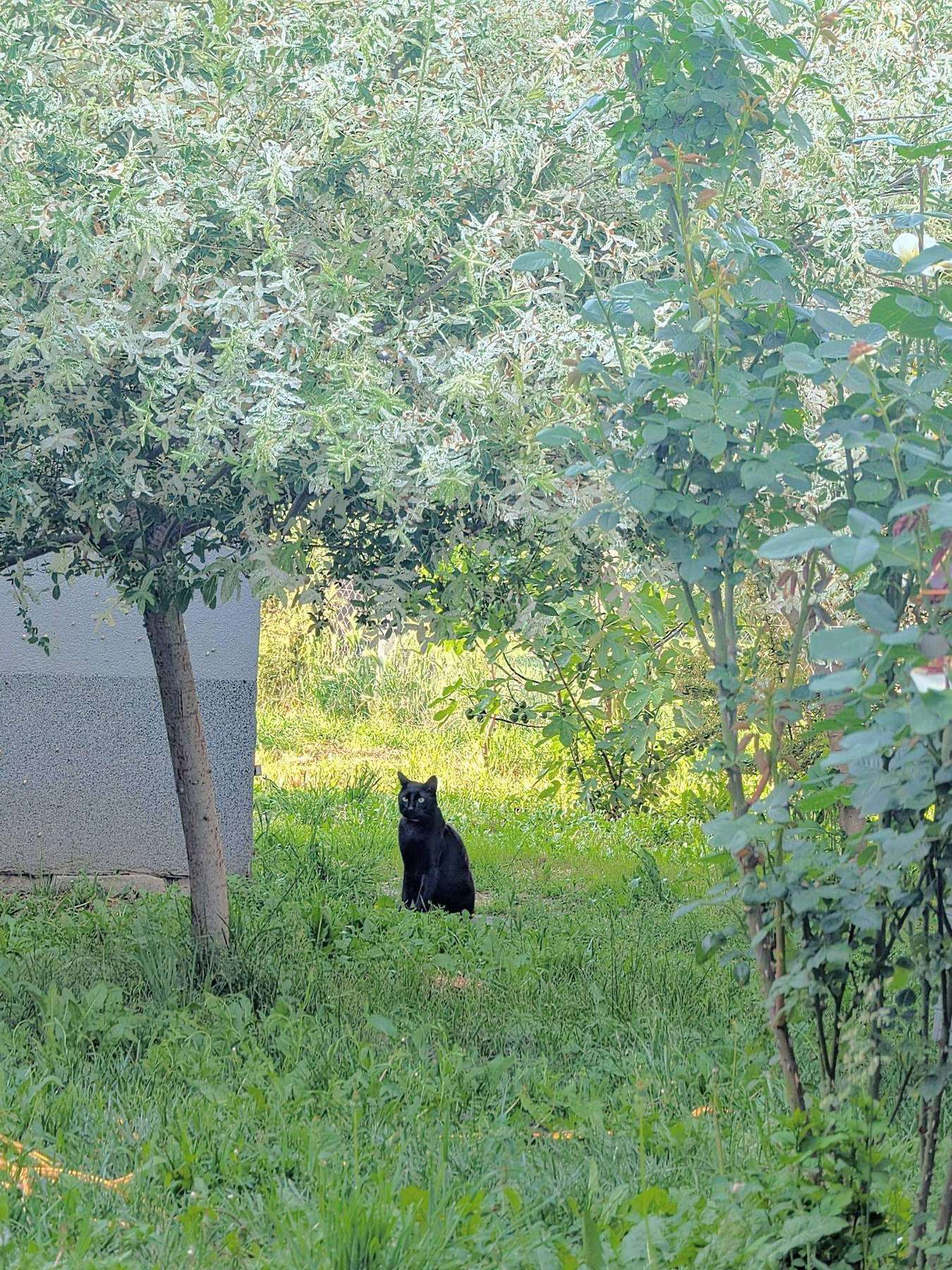 Bes, a black cat, in the garden